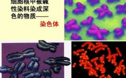 核糖体能被碱性染料染色吗-核糖体可被碱性染料染色的是