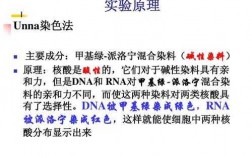 rna能否被碱性染料染色