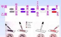 革兰染色的操作流程-革兰染色染料及步骤