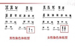  哪些是醇溶性染料染色体「哪些是醇溶性染料染色体组」