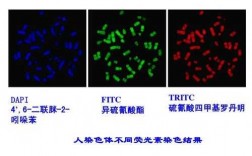 fitc荧光染料染色部位,fda荧光染色液配制 