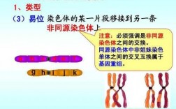 只含一个x染色体的染料是-只含一个x染色体的染料