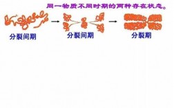 染色质被碱性染料染色的原理 染色体碱性染料染色时