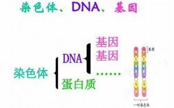  染色体染料与DNA染料「染色体与dna的区别」