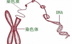 rna能被碱性染料染色