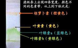 叶绿体能被碱性染料染色吗 叶绿体能被碱性染料染色