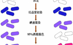 革兰氏染色染料顺序_革兰氏染色步骤原理