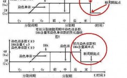 碱性染料染色遗传物质变化图-碱性染料染色遗传物质变化