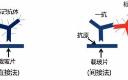  荧光染料对染色体染色原理「荧光染色的原理」