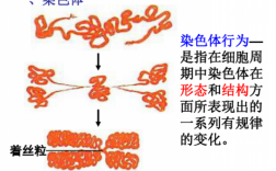 使染色体着色的酸性染料_使染色体着色的酸性染料是