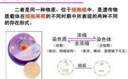 染色质和染色体都易被碱性染料染成深色吗 染色质和染色体碱性染料