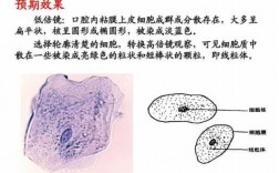 易被碱性染料染色的细胞器_易被碱性染料染色的细胞结构