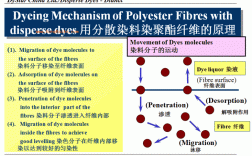 分散染料上染纤维的模型