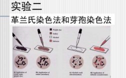 微生物简单染色的染料,微生物染色的基本流程 