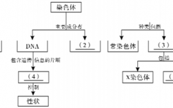 碱性染料染色体6_碱性染料染色体原理