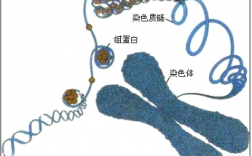 什么叫做黏性染料染色体（什么是黏性）