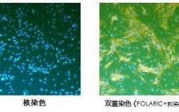 能给活细胞染色的活性染料（能给活细胞染色的活性染料有哪些）