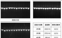 琼脂糖配什么染料染色更深（琼脂糖是什么颜色）