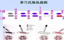 革兰染色用到了哪些染料,革兰染色所用染液的顺序是什么 