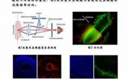 荧光染料共聚焦的样品可以保存多久 荧光共聚焦显微镜染料染色