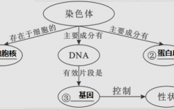 碱性染料染的是染色质的dna还是蛋白质