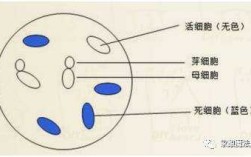 美蓝是什么类型的染料染色（美蓝染色法步骤）