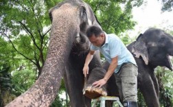 给大象修脚指甲视频