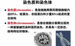 能够染细胞中dna的染料并说明染色机理_利用什么将细胞染色可以显示dna和rna在细胞中的分布