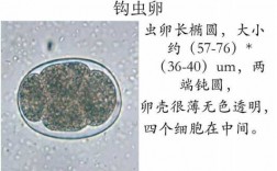 虫卵是什么染色的染料图片_虫卵的卵是什么结构