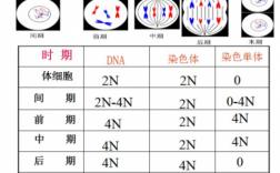  用于染色体的染料「染色体可用什么染色」