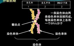  DNA为什么会被碱性染料染色「为什么dna不易被碱水解」