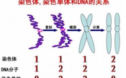  染色体会被什么染料染色「染色体会被染色吗」