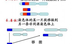  能使染色体着色的染料「能使染色体着色的碱性染料」