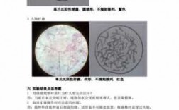 细菌的单染色法实验原理-细菌的单染色染料