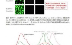 碱性染料能染色rna_碱性染料可以染dna