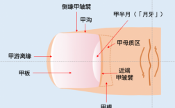 指甲结构受损怎么修复图片（指甲结构图与名称图片）