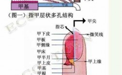 大拇指指甲结构图-大拇指的指甲怎么修复