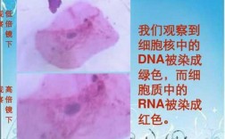 用什么染色dna