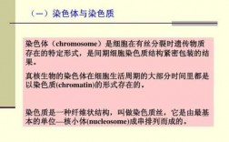 染色质被哪些碱性染料染色最深-染色质被哪些碱性染料染色