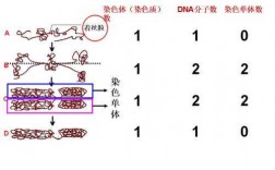 dna和染色体实验染料_dna染色质与染色体的关系