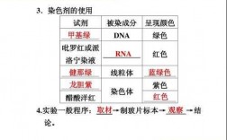 用什么染料染染色体-什么染料能染色rna