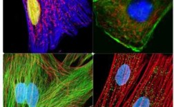 细胞荧光染色原理-细胞荧光染色染料进口厂家