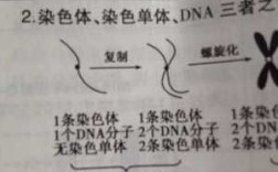 染色体可以被什么染料代替,染色体可用什么试剂染色 