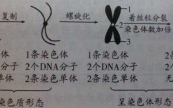 染色体容易被哪些染料着色_染色体和染色质容易被什么染色