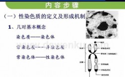 染色质能被什么染料染色（染色质易被什么染色）