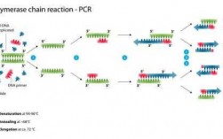 南京做pcr时核酸染料染色原理