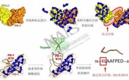 蛋白质纤维染色染料,蛋白质纤维与活性染料发生反应的基团主要是 