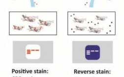 负染色法就是用同一种染料,负染色法的原理 