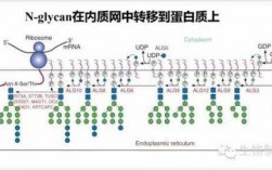 内质网染色原理