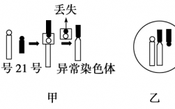 碱性染料染色体不用漂洗（染色体碱性染料染成什么颜色）